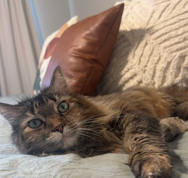 Photo of Willow