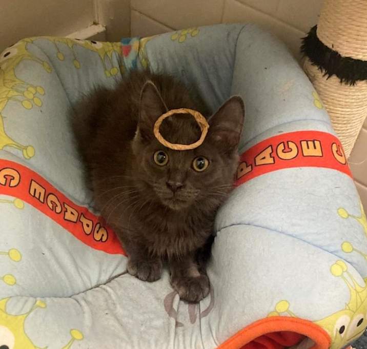Photo of Oscar