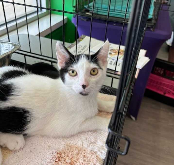 Photo of Pixel