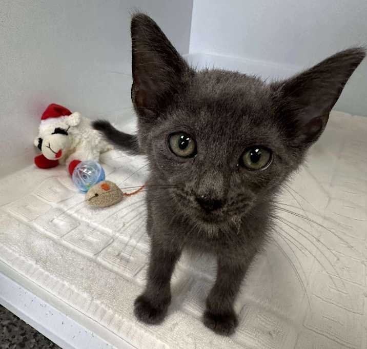 Photo of Gimli
