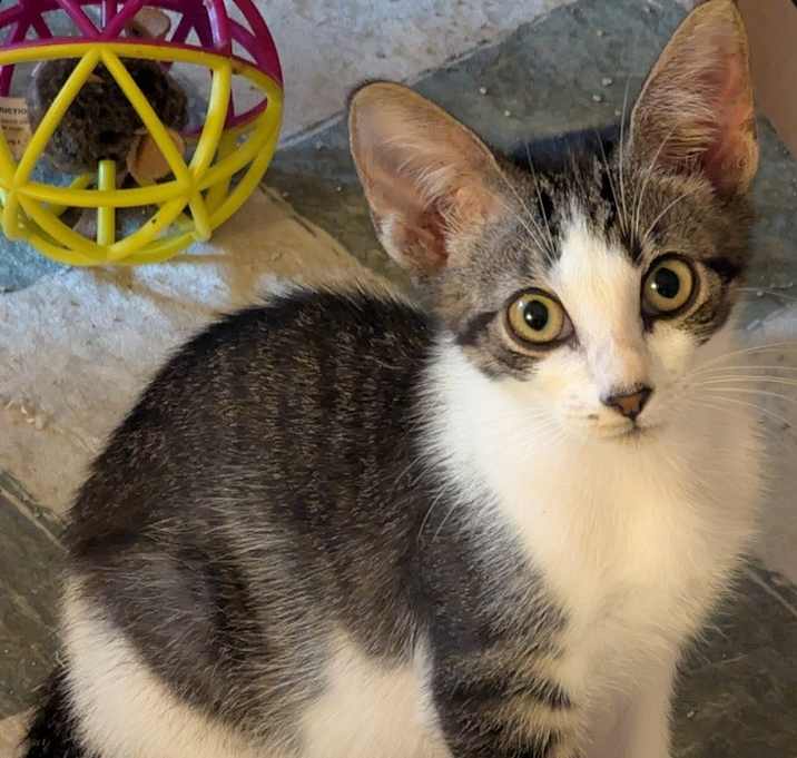 Photo of Atlas