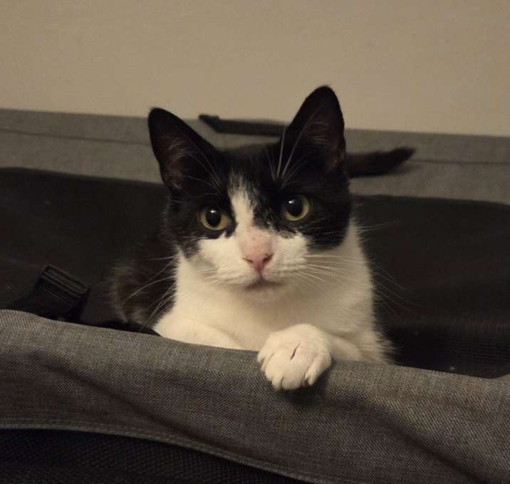 Gabby