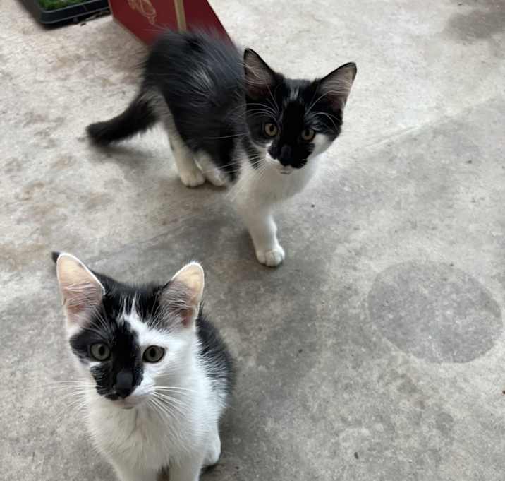 Photo of Kitties