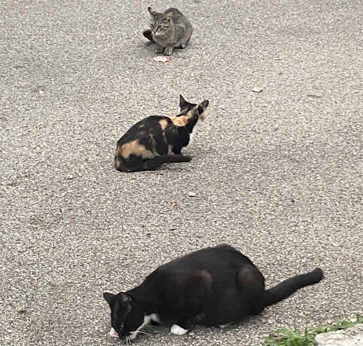 Photo of Cloudy, Candy Corn, Moonlight, Midnight, Star