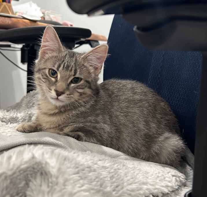 Photo of Tiramisu