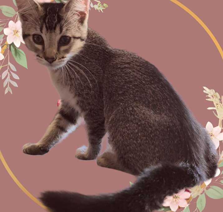 Photo of Misty
