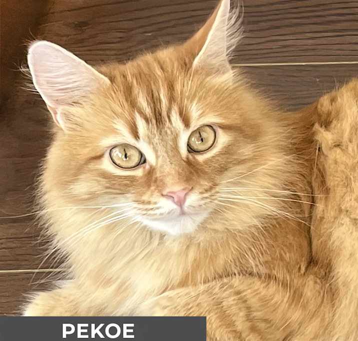 Photo of Pekoe