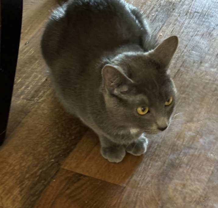 Photo of Roomba