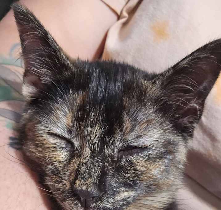 Photo of Sage