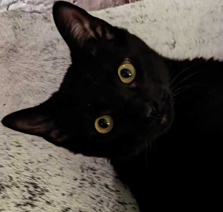 Photo of Hugo
