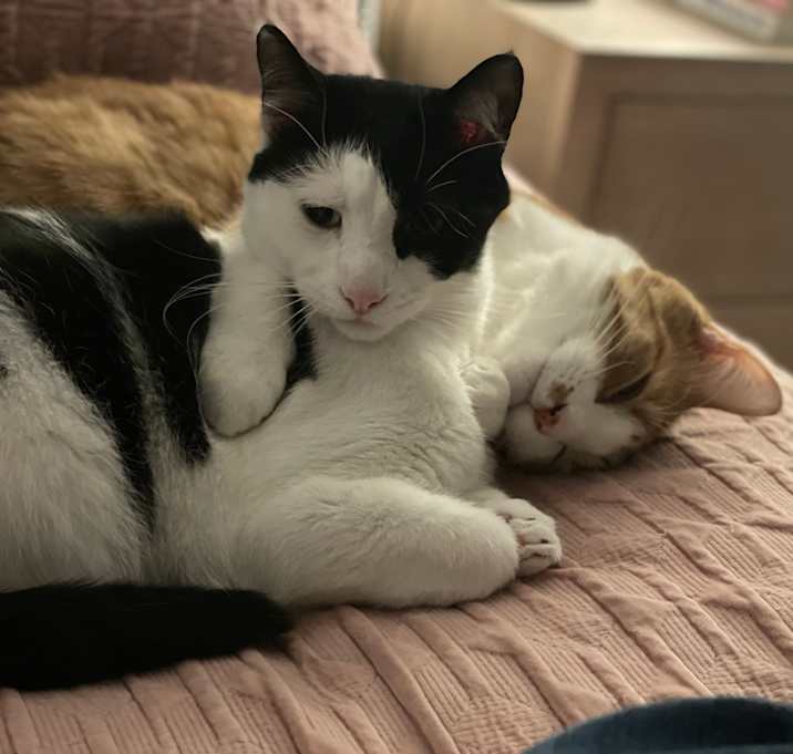 Photo of Oreo