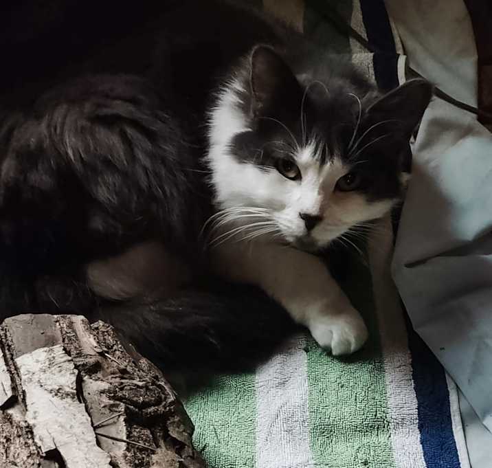 Photo of Cotton