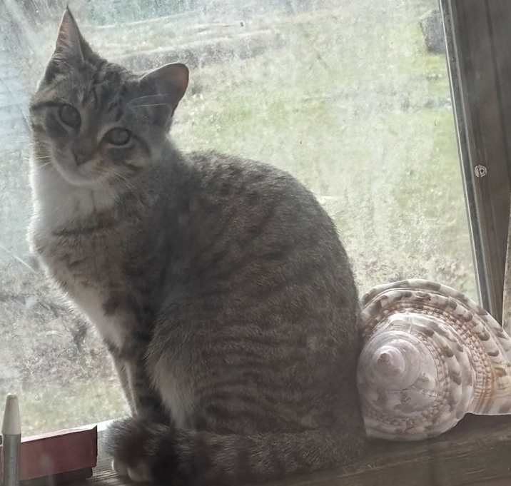 Photo of Little Miss