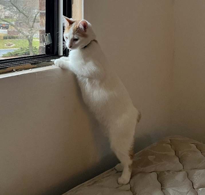 Photo of Vanilla