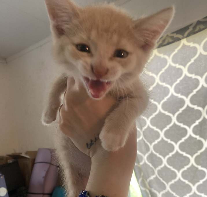 Photo of Kittens