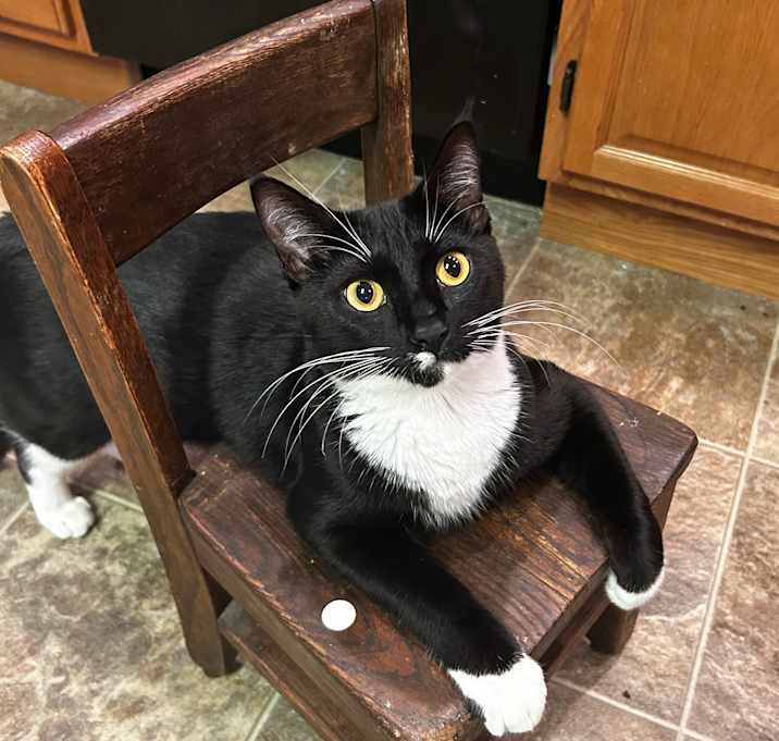 Photo of Oreo