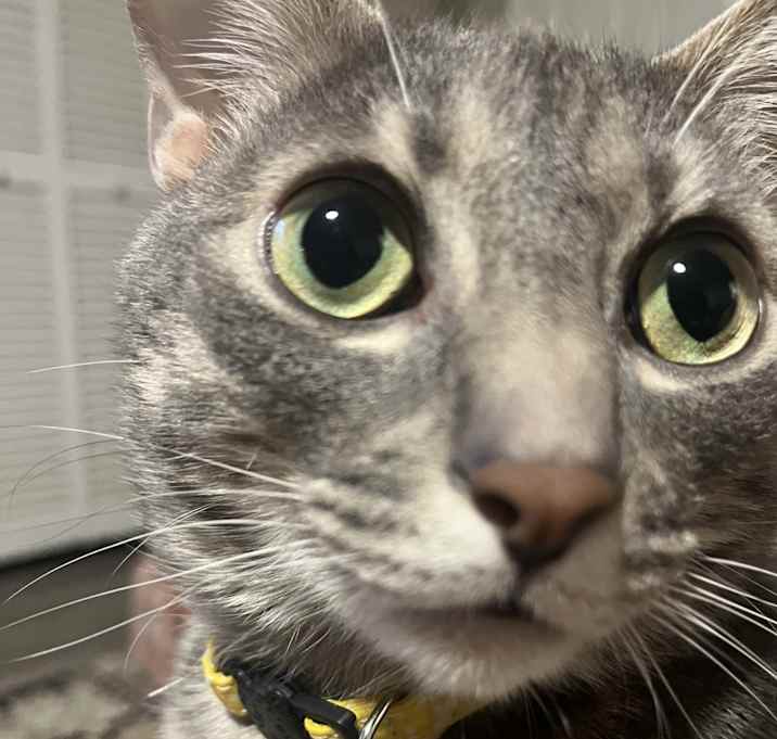 Photo of Sammie Sweetheart