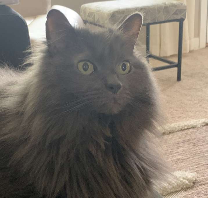 Photo of Olive