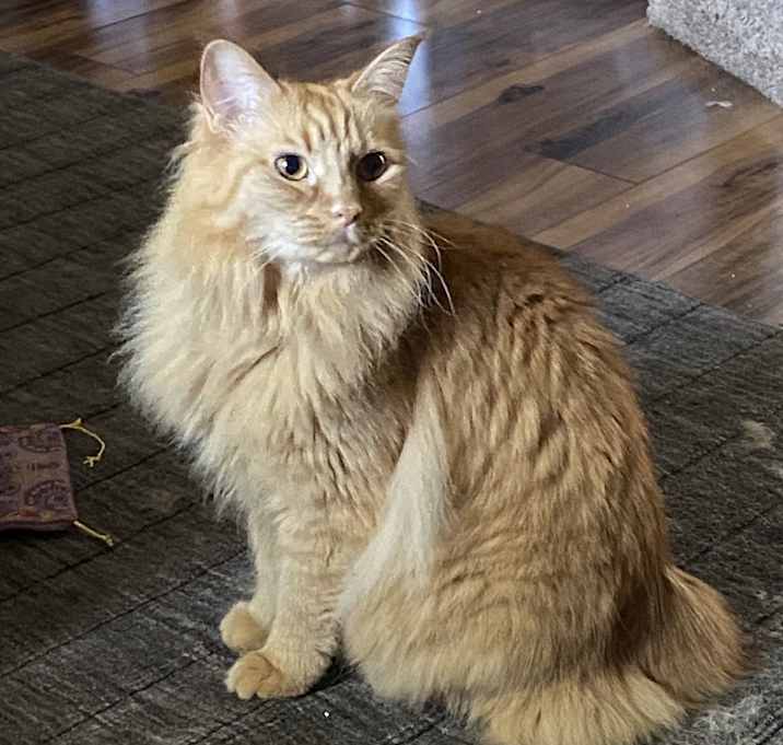 Photo of Kitty