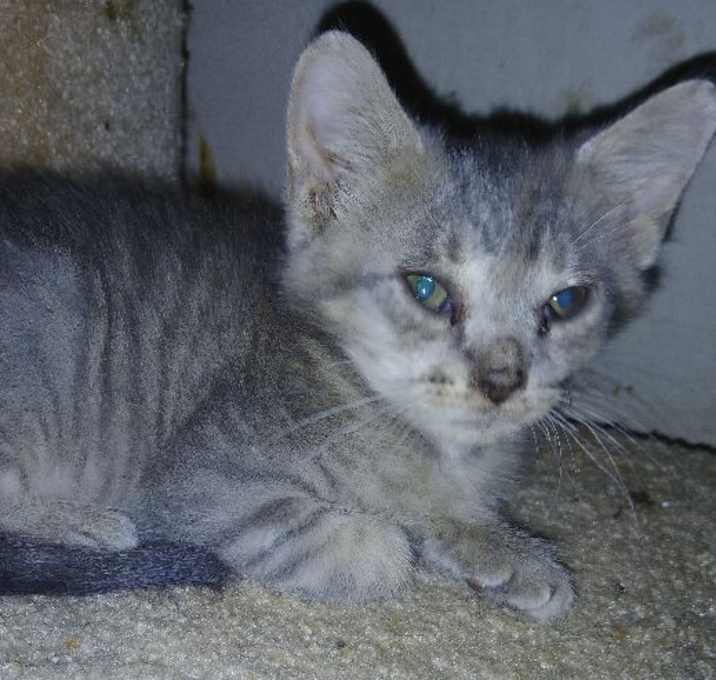 Photo of Meenie