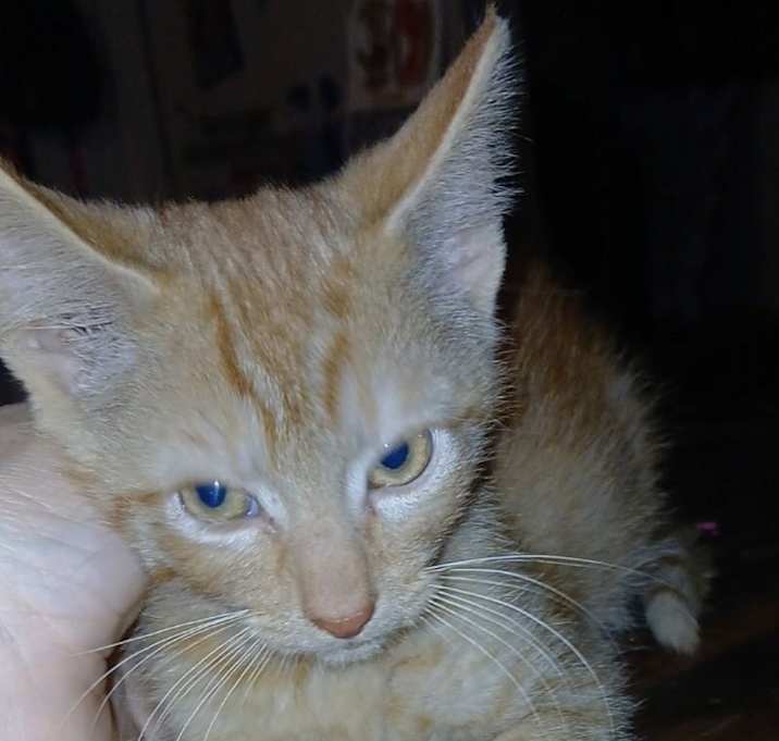 Photo of Zaxby