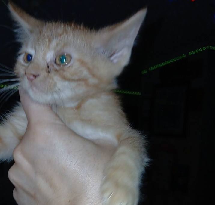 Photo of Bojangle