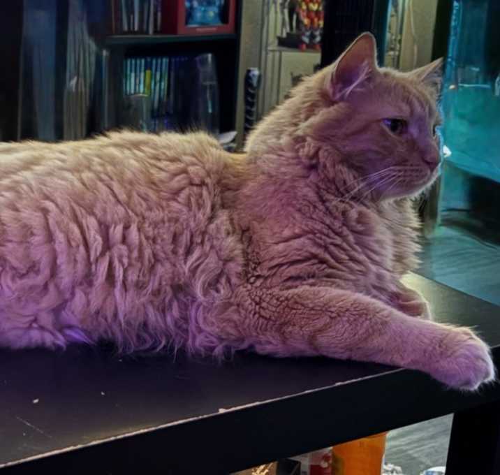 Photo of Zeus