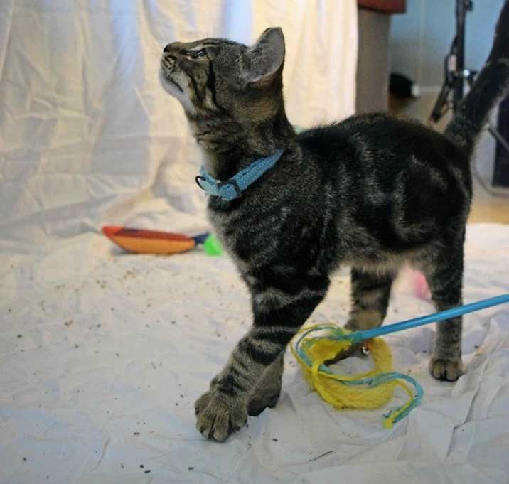 Photo of Ace Kitty
