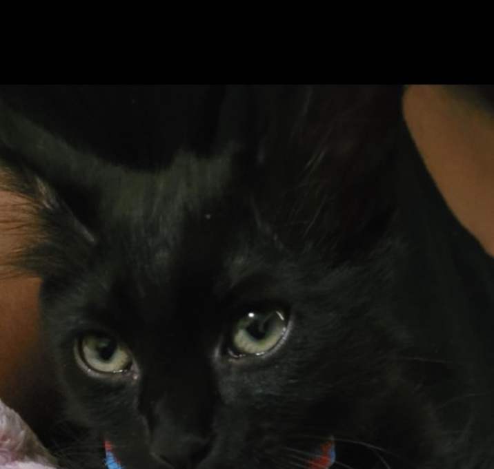 Photo of Noir