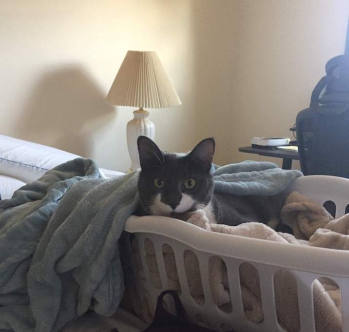 Photo of Osie