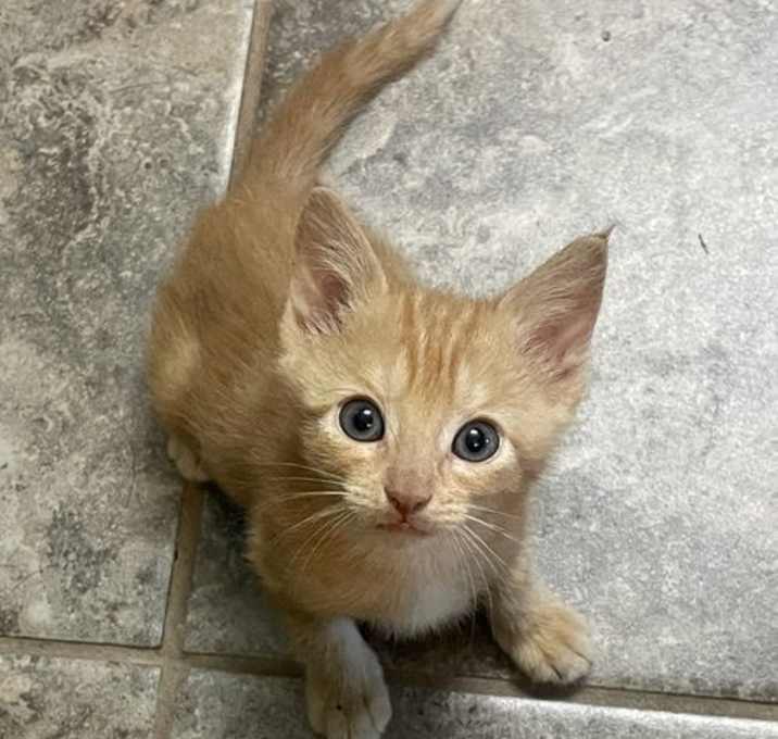 Photo of Trooper