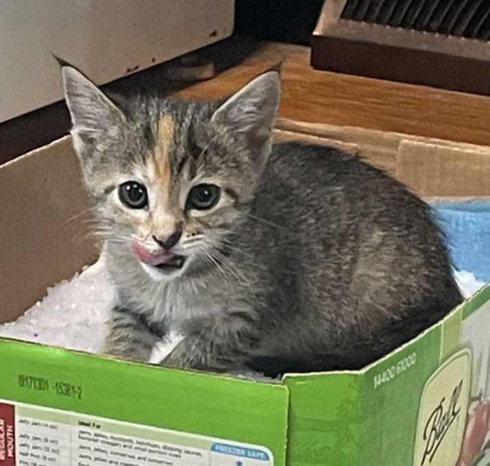 Photo of Torbie