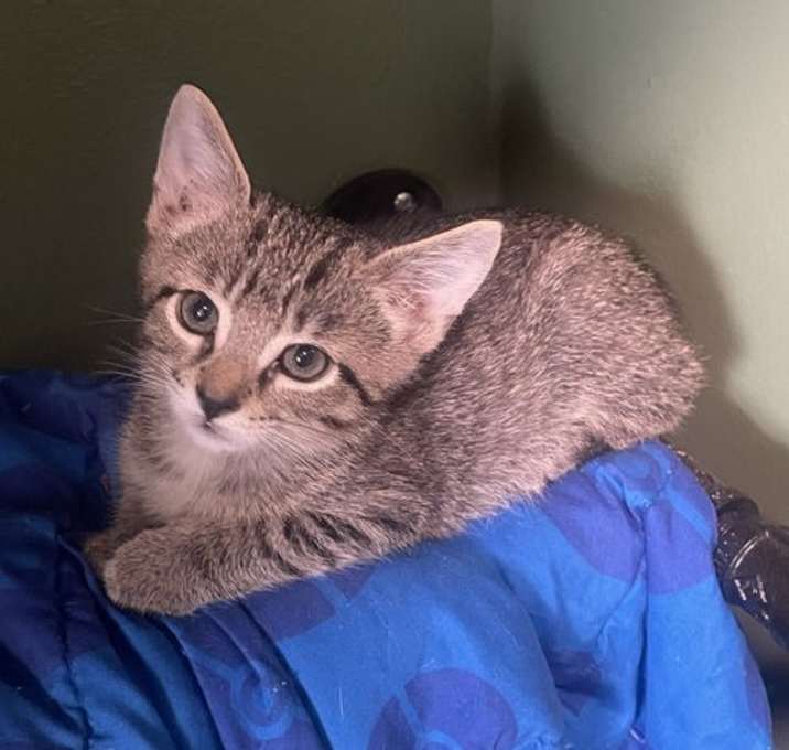 Photo of Nugget