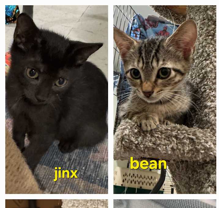 Photo of 2black 2tabby