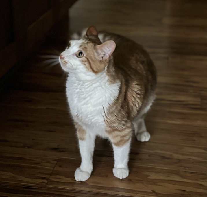 Photo of Phineas