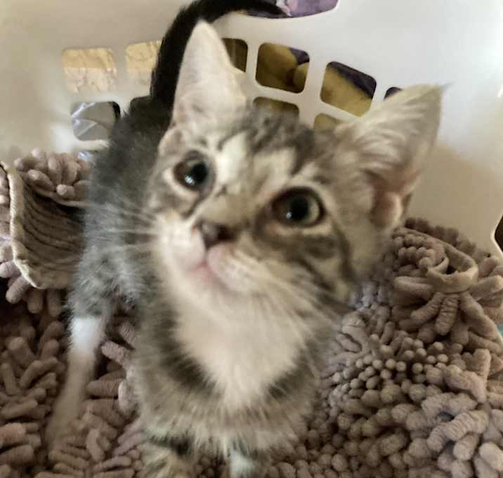 Photo of Houdini