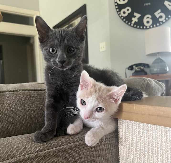 Photo of Smokey
