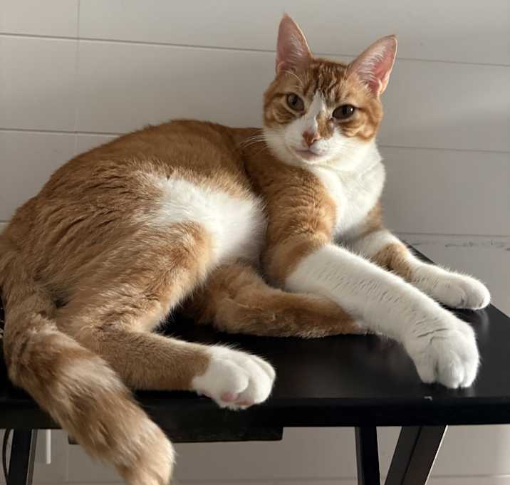 Photo of Waffles