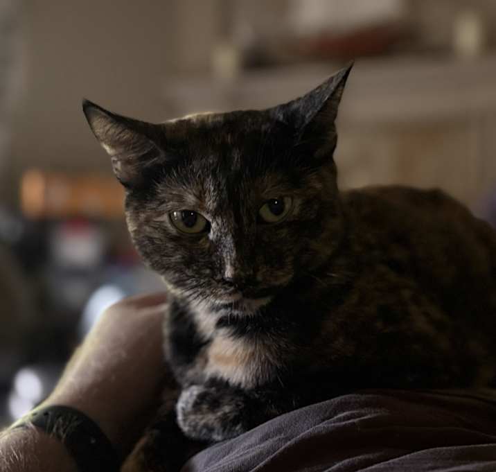 Photo of Poppy