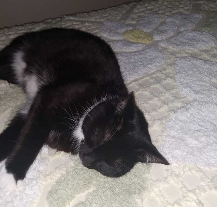 Photo of Oreo