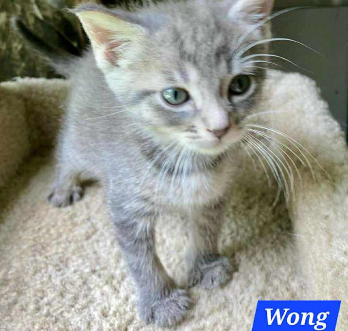 Photo of Wong