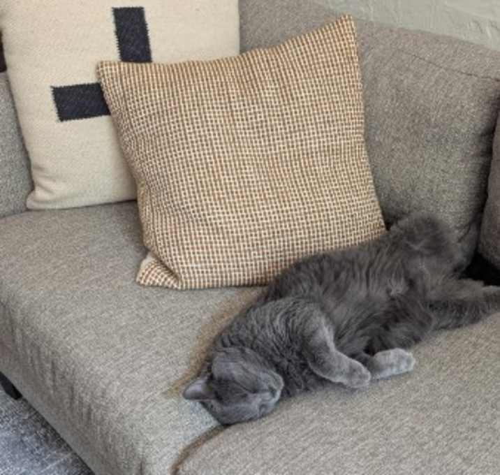 Photo of Ash