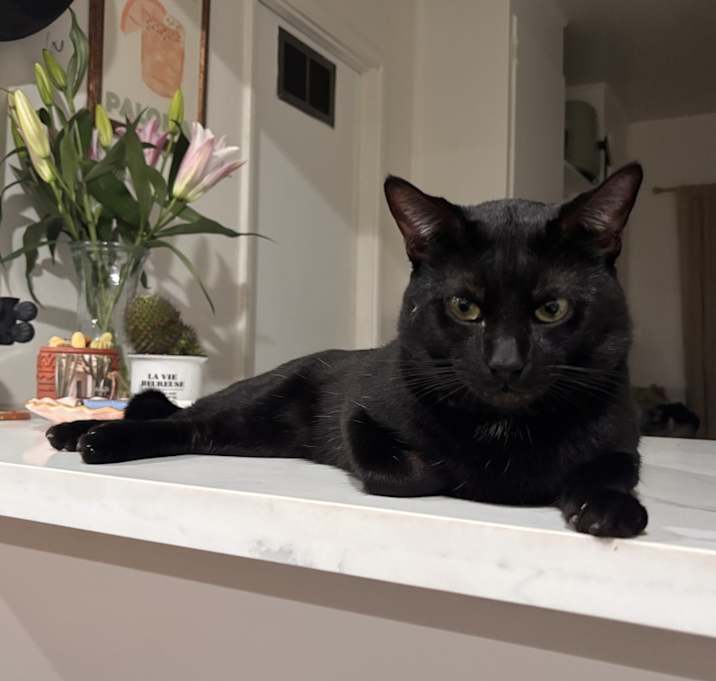 Photo of Guinness