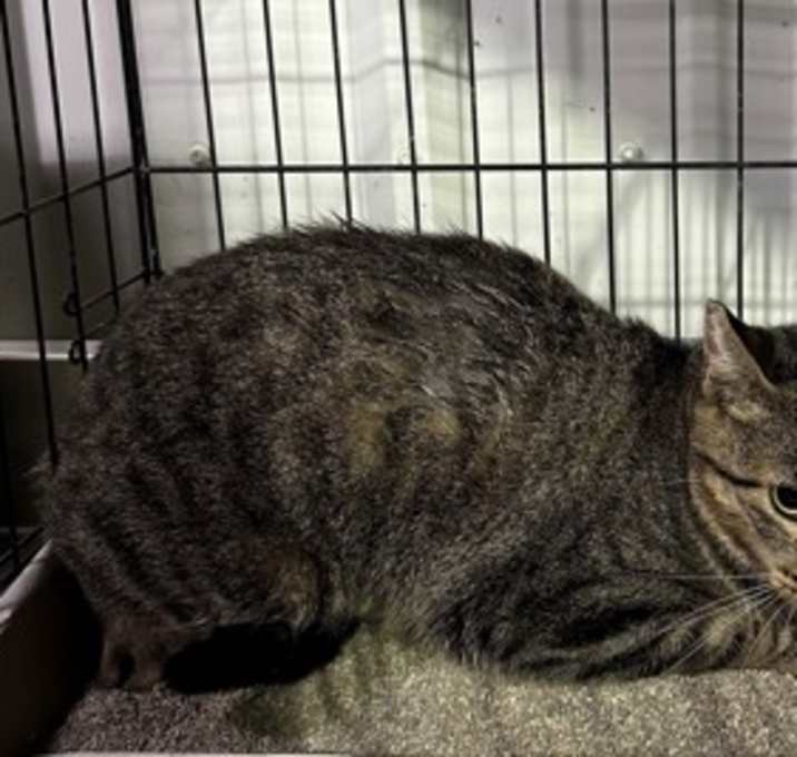 Photo of Bobo