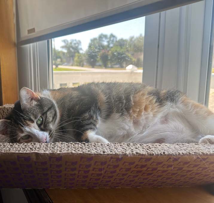 Photo of Olive