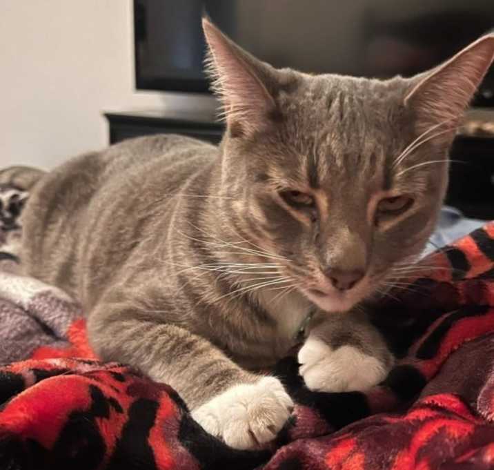 Photo of Comet