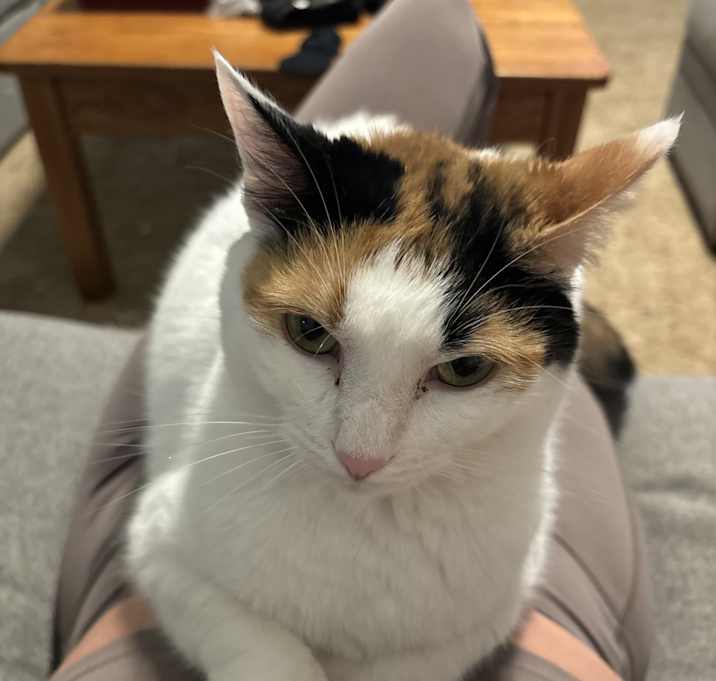 Photo of Turnip