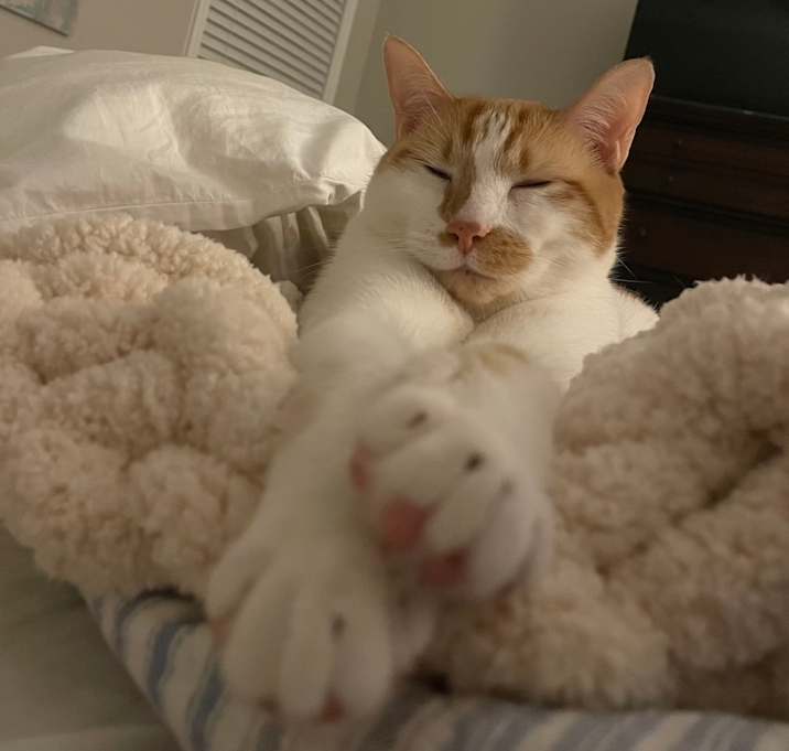 Photo of Dexter