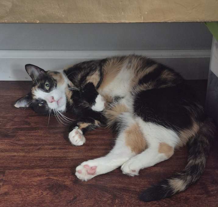 Photo of Snickers