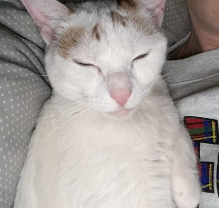 Photo of Sunny